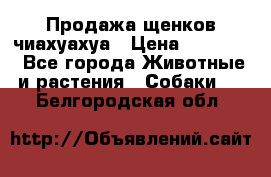 Продажа щенков чиахуахуа › Цена ­ 12 000 - Все города Животные и растения » Собаки   . Белгородская обл.